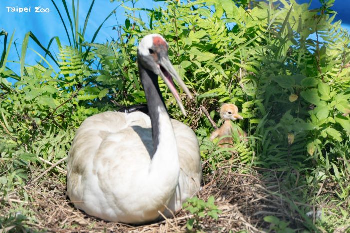 丹頂鶴寶寶萌萌報到！KIKA與BIG睽違4年再育雛，動物園暖心提醒安靜觀察